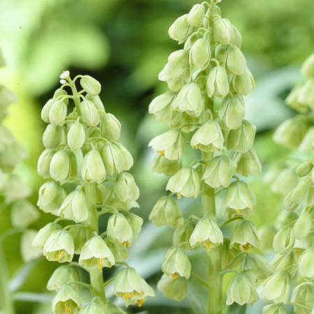 Фритилария Persica Ivory Bells 20/+
