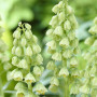 Фритилария Persica Ivory Bells 20/+