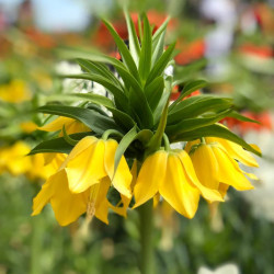 Фритилария Maxima Lutea 18/20