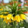 Фритилария Maxima Lutea 18/20