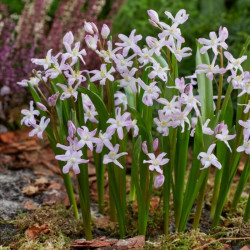 Хіонодокса forbesii Pink Giant 4/5
