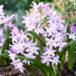Хіонодокса forbesii Rosea 5/+