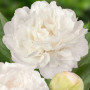 Пион Puffed Cotton 3/5