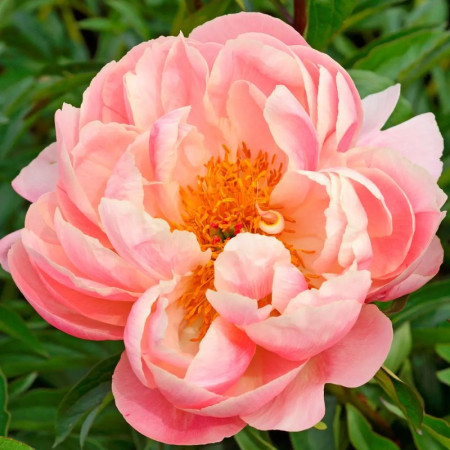 Пион Pink Hawaiian Coral 2/3