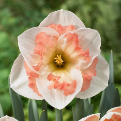 Нарцис корончастий Pink Wonder 12/14