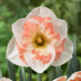 Нарцис корончастий Pink Wonder 12/14
