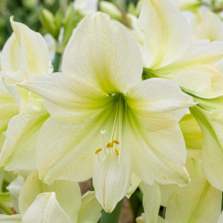 Гипеаструм (амариллис) Lemon Star