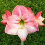 Гипеаструм (амариллис) Apple Blossom