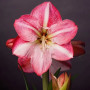 Гипеаструм (амариллис) Blossom Grandise