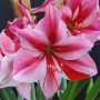 Гипеаструм (амариллис) Gervase