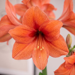 Гипеаструм (амариллис) Orange Souvereign