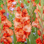Гладиолус Flaming Sunset 8/10 опт
