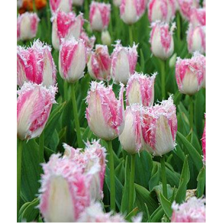 Тюльпан бахромчатый Huis ten Bosch 12+