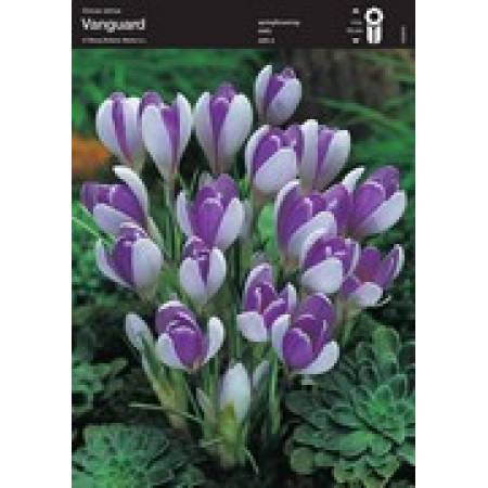 Крокус Vanguard, 10+