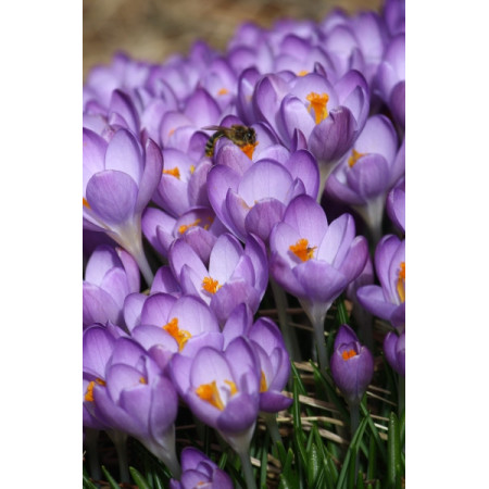 Крокус Barr's Purple, 7+