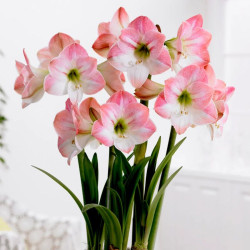 Гипеаструм (амариллис) Apple Blossom