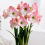 Гипеаструм (амариллис) Apple Blossom
