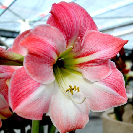 Гипеаструм (амариллис) Apple Blossom