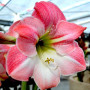 Гипеаструм (амариллис) Apple Blossom