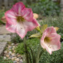 Гипеаструм (амариллис) Blossom Grandise