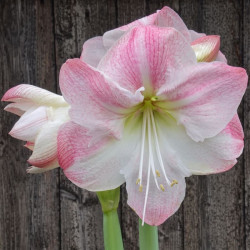 Гипеаструм (амариллис) Blossom Grandise