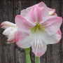 Гипеаструм (амариллис) Blossom Grandise
