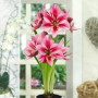 Гипеаструм (амариллис) Gervase