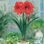 Гипеаструм (амариллис) Orange Souvereign