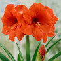 Гипеаструм (амариллис) Orange Souvereign