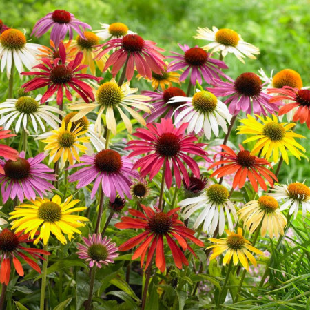 Ехінацея Butterfly Hybrids