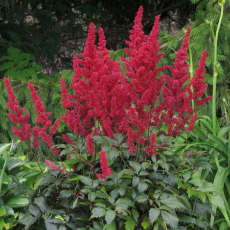 Астильба Etna