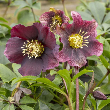 Морозник (Helleborus) Pretty Ellen Red