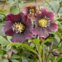 Морозник (Helleborus) Pretty Ellen Red