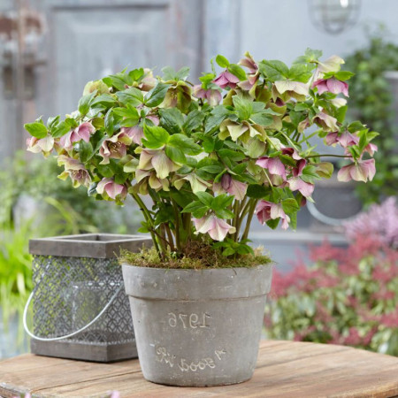 Морозник (Helleborus) Pretty Ellen Red