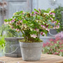 Морозник (Helleborus) Pretty Ellen Red