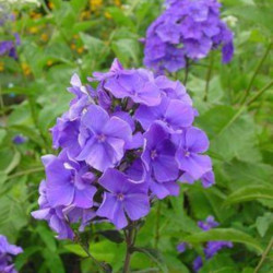 Флокс Blue Paradise