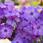 Флокс Blue Paradise