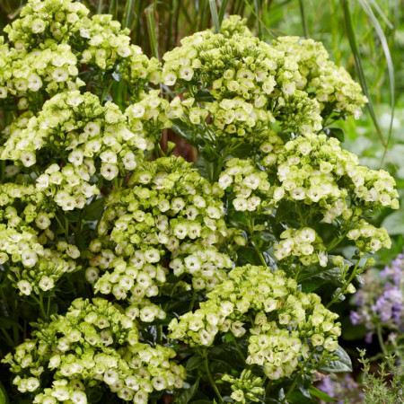 Флокс Orchid Green