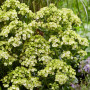 Флокс Orchid Green