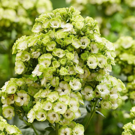 Флокс Orchid Green