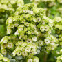 Флокс Orchid Green