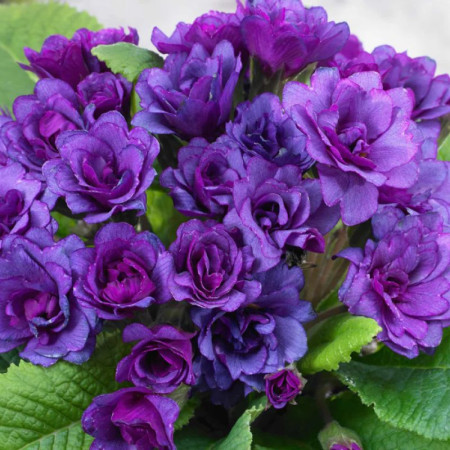 Примула махровая BARNHAVEN 'Purple Storm'
