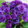 Примула махровая BARNHAVEN 'Purple Storm'