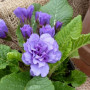 Примула махровая BARNHAVEN 'Purple Storm'