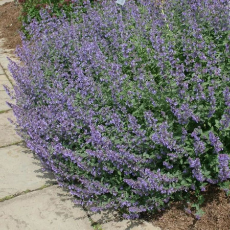 Котовник (Непета) Walker's Low