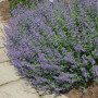 Котовник (Непета) Walker's Low