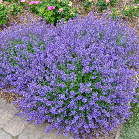 Котовник (Непета) Walker's Low