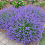 Котовник (Непета) Walker's Low