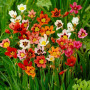 Шоу-бокс Мелколуковые №1 5 x 50 штук