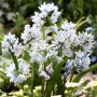 Шоу-бокс Луковичные ассорти №1 (450шт)
